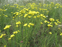 Linum flavum