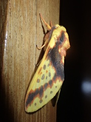 Symphlebia