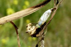 Acanthiophilus helianthi