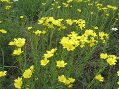 Linum flavum