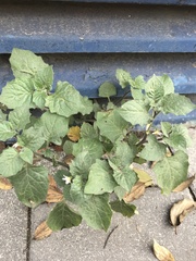 Solanum villosum