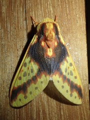 Symphlebia