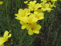 Linum flavum