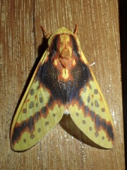 Symphlebia