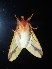 Symphlebia