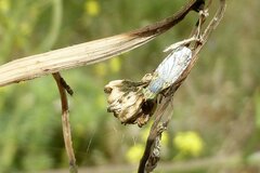Acanthiophilus helianthi