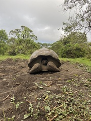 Chelonoidis niger