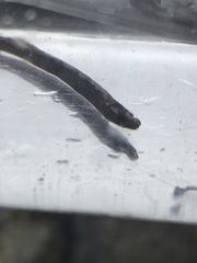 Nerophis lumbriciformis