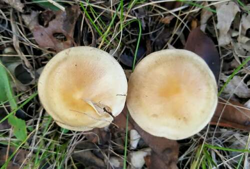 Hebeloma excedens