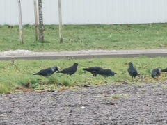 Corvus monedula