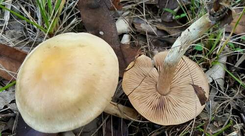 Hebeloma excedens (Photo 2 of 3)
