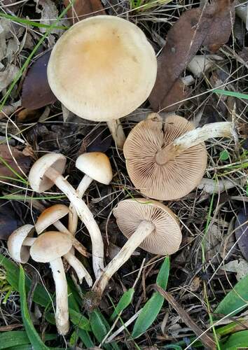 Hebeloma excedens (Photo 3 of 3)