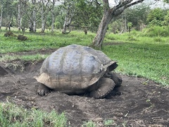Chelonoidis niger