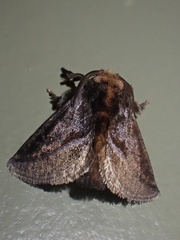 Limacodidae