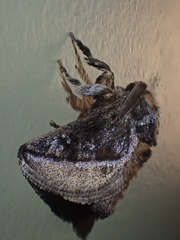 Limacodidae