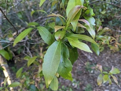 Elaeocarpus reticulatus