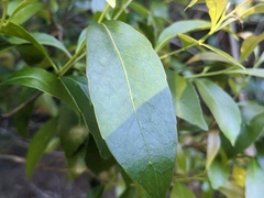 Elaeocarpus reticulatus