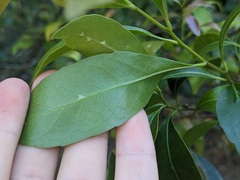 Elaeocarpus reticulatus