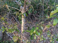 Elaeocarpus reticulatus
