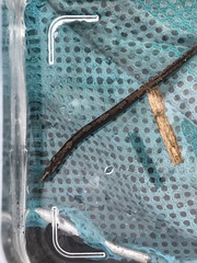 Nerophis lumbriciformis