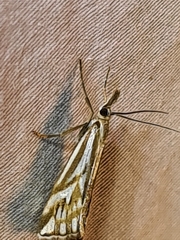Hednota pleniferellus