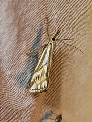 Hednota pleniferellus
