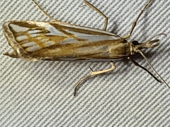 Hednota pleniferellus