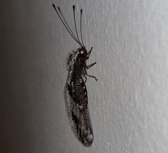 Lachlathetes moestus