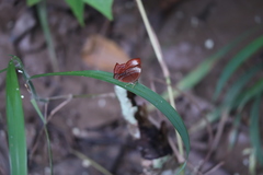 Abisara saturata