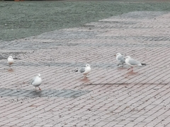 Chroicocephalus ridibundus