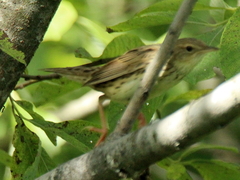 Locustella lanceolata