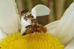 Oxyna flavipennis