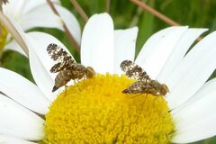 Oxyna flavipennis