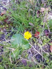 Ranunculus bullatus