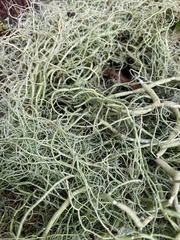 Usnea articulata