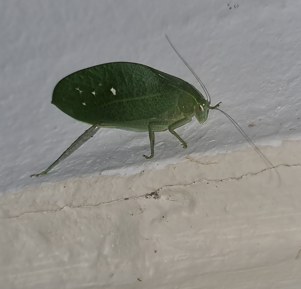 Koothadi Insect Kalahari Oblong-eyed Katydid from Mopani, Zuid-Afrika on December 21 ...