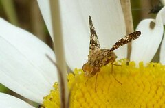 Oxyna flavipennis