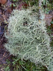Usnea articulata