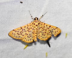 Polygrammodes eleuata