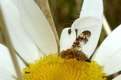 Oxyna flavipennis