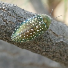 Julodis lucasi