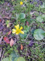 Ranunculus bullatus