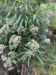 Ozothamnus ferrugineus