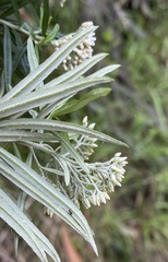 Ozothamnus ferrugineus