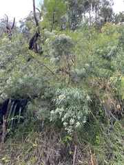 Ozothamnus ferrugineus