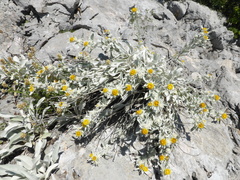 Pentanema verbascifolium