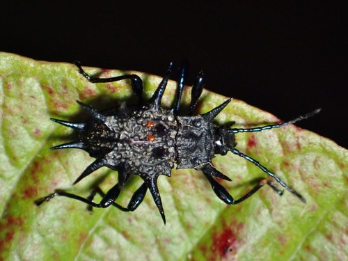 トゲトゲテントウダマシ属 (属 Cacodaemon) · iNaturalist