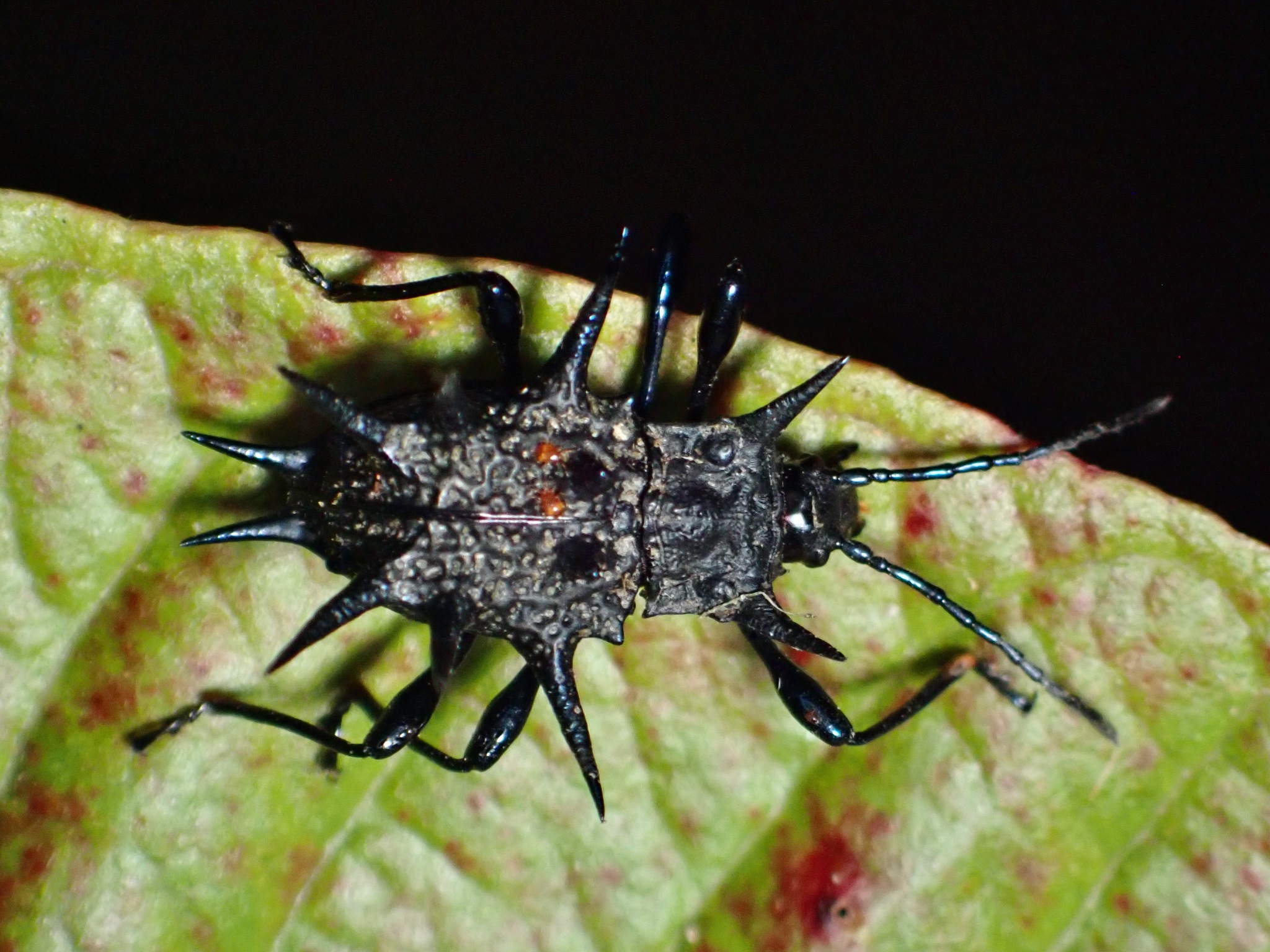 トゲトゲテントウダマシ属 (属 Cacodaemon) · iNaturalist