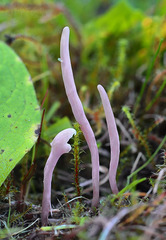 Clavaria incarnata