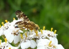 Oxyna flavipennis